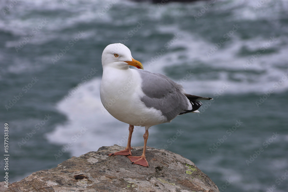 Seagull standing on coastal rock with ocean in background; seaside bird watching scene with gull in profile - coastal wildlife in natural habitat Seagull standing on coastal rock with ocean in background; seaside bird watching scene with gull in profile - coastal wildlife in natural habitat