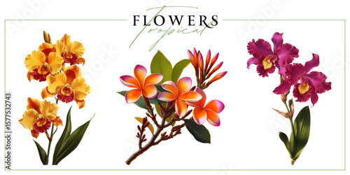 Colorful tropical flowers isolated on a white background. Vintage painting style illustration.