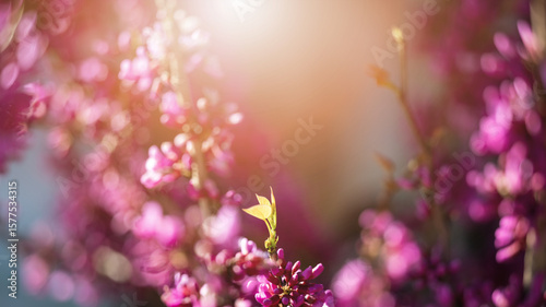 Blurry botanical background cercis chinensis avondale - a few sharp blossoms and a branch with a leaf in front
