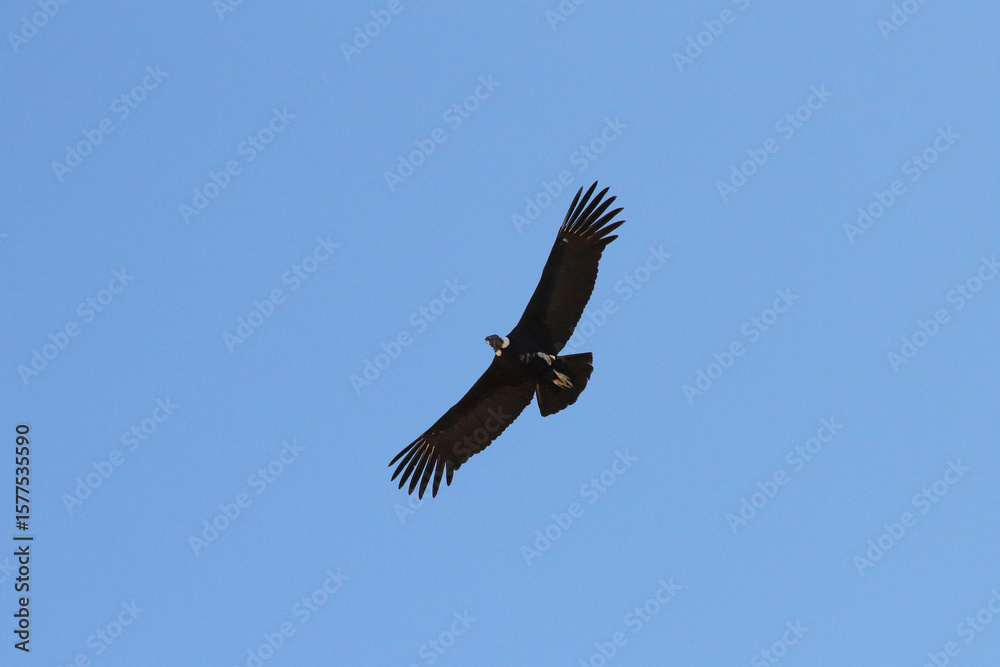 Andean Condor Flying Over Colca Canyon, Peru Andean Condor Flying Over Colca Canyon, Peru