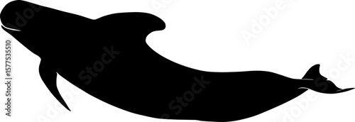 Pilot whale. Globicephala macrorhynchus