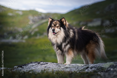 Portrait of a Finnish Lapphund dog
