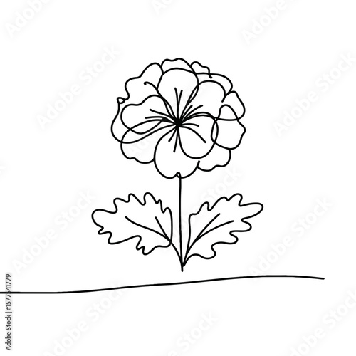 Outline of geranium flower in minimalist style on transparent background  