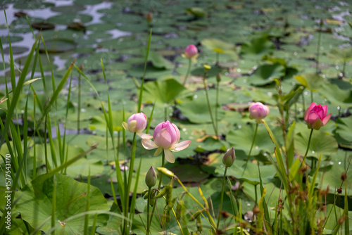 nelumbo nucifera - lotus flowers on a lake