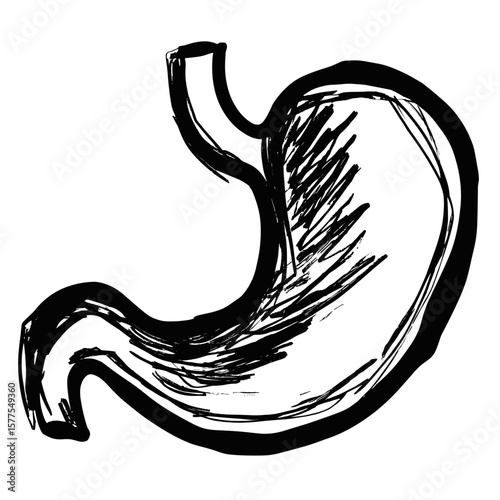 Stomach anatomical illustration in sketch style with black outline  