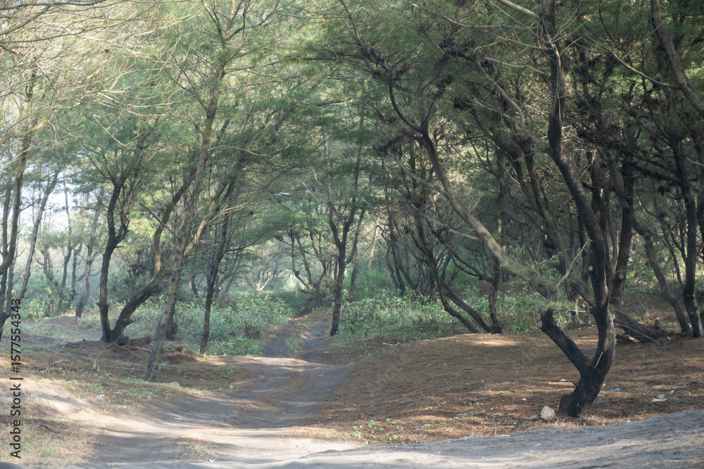 Fototapeta premium A winding dirt path through a dense casuarina (cemara udang) forest, creating a serene and natural woodland scene with soft light filtering through.