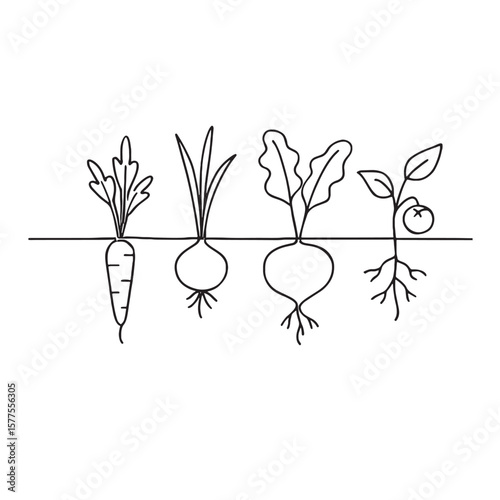 Illustration of four different vegetables growing in the ground with roots and leaves