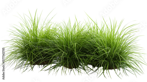 Green ornamental grass tufts isolated. Transparent PNG. on white background