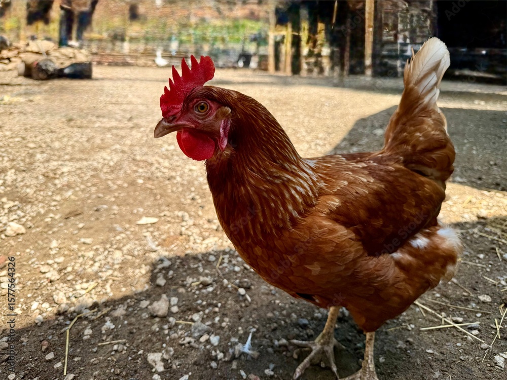 Fototapeta premium Farm Chicken in Profile — The Source of Eggs and Tradition