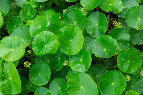 Centella Asiatica Leaves Close-Up Herbal Medicine Concept