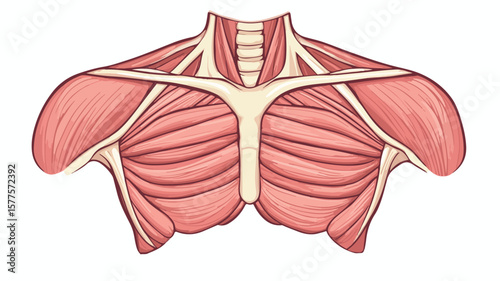 Pectoralis Major Muscle Anatomy Vector Illustration