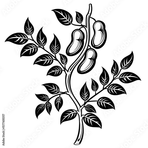 Vintage coffee branch leaf illustration high resolution picture