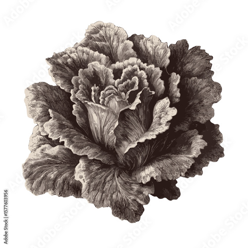 Vintage cabbage illustration, perfect for culinary design and organic food projects, copy space
