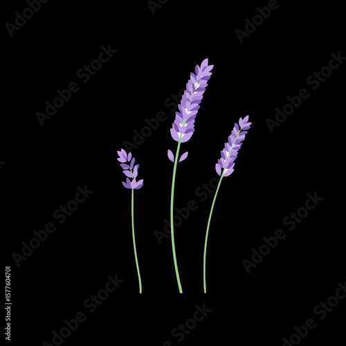 Floral Elegance Delicate Lavender Sprigs Isolated on Black Backdrop to Accentuate Natural Beauty and Serene Charm
