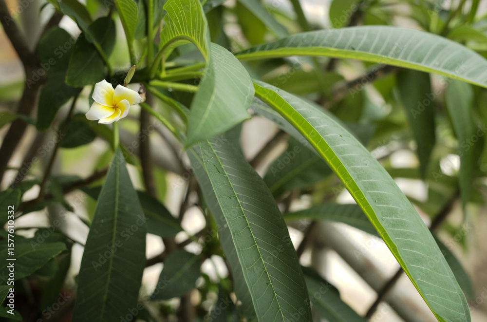 Obraz premium lily of the valley in the garden