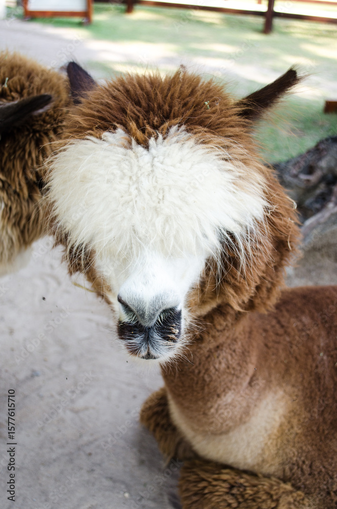 Fototapeta premium alpaca in zoo 