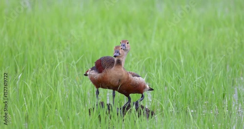 Whistling Companions: A Serene Pair of Lesser Whistling Ducks