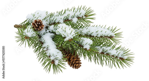 fir tree branch with cones