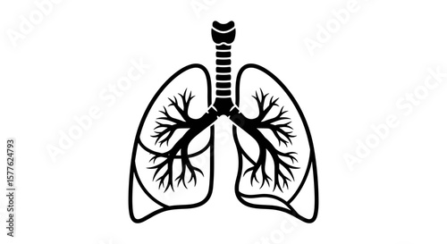 Illustration of human lungs with trachea and bronchial tree in black and white style