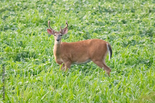 white tailed deer