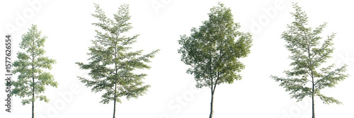 Photos Set of Ulmus Carpinifolia and Ulmus x hollandica frontal set street trees isolat