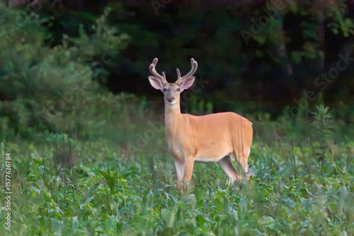 white tailed deer