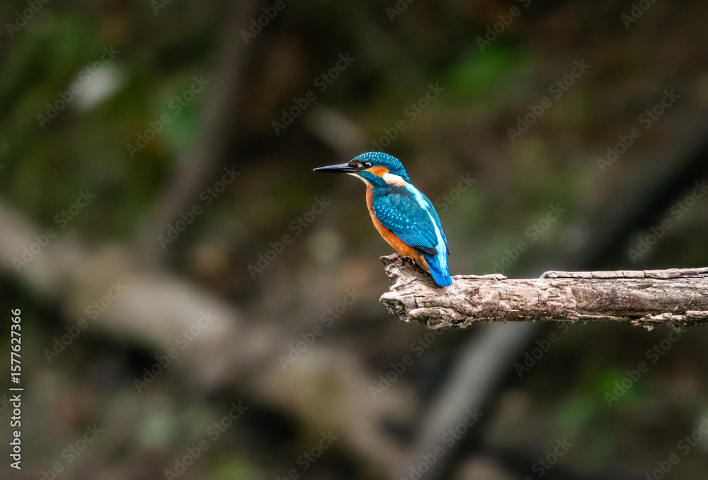 Fototapeta premium Kingfisher standing on branch
