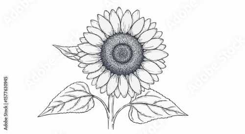 Sunflower porcelain decoration design (dark grey)