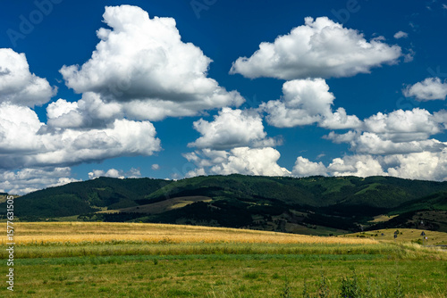 Agricultural fields near pine woods at  summertime  in Transylvania , Romania, dark blue sky with white clouds in the background.