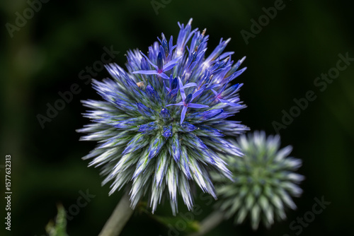 purple thistle flower