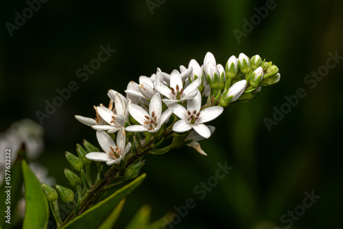 close up of a white flower