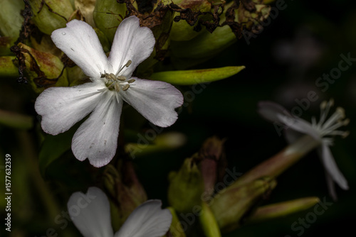 bee on flower