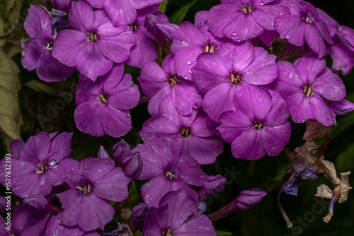 pink and purple