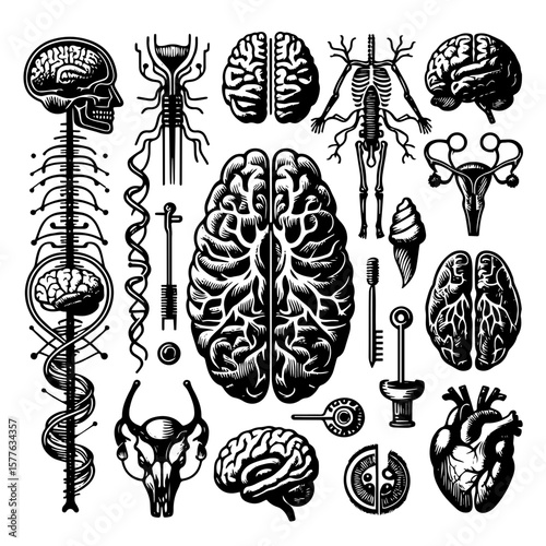 set of different types of flowers vector illustration