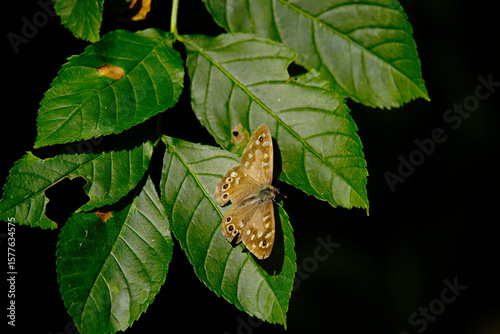 butterfly on leaf
