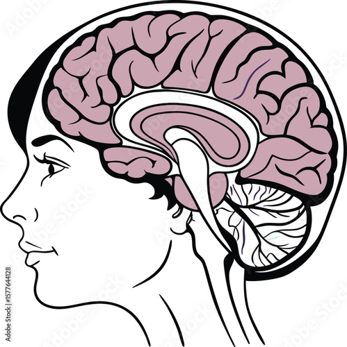 Human head profile with brain anatomy vector