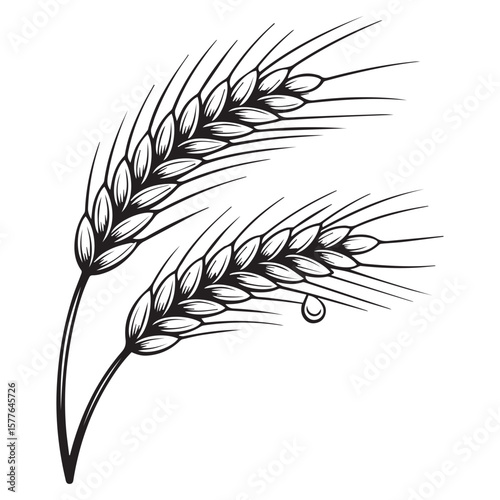Stylized black and white illustration of two barley stalks with a single dewdrop falling from one stalk on a white background
