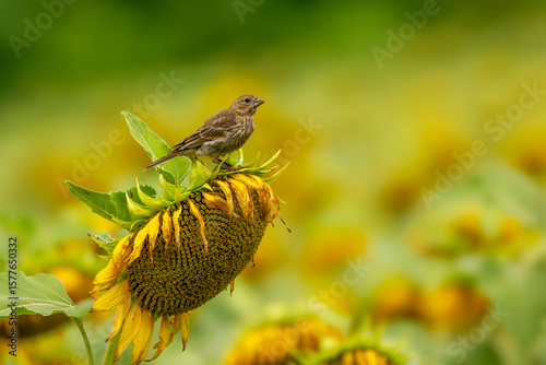 Fotografie House finch perched on a sunflower