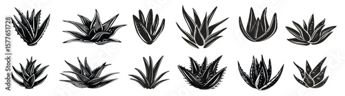Set silhouette aloe vera plant illustrations botanical vector art.