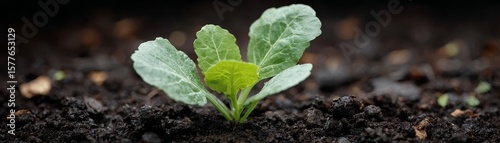 New life emerging, tiny plant breaks through soil, reaching for the light a symbol of growth and renewal