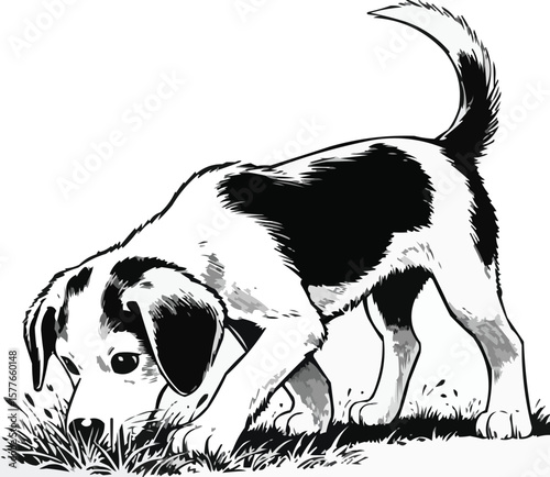 Vector art of a curious beagle puppy sniffs the grass in this charming illustration
