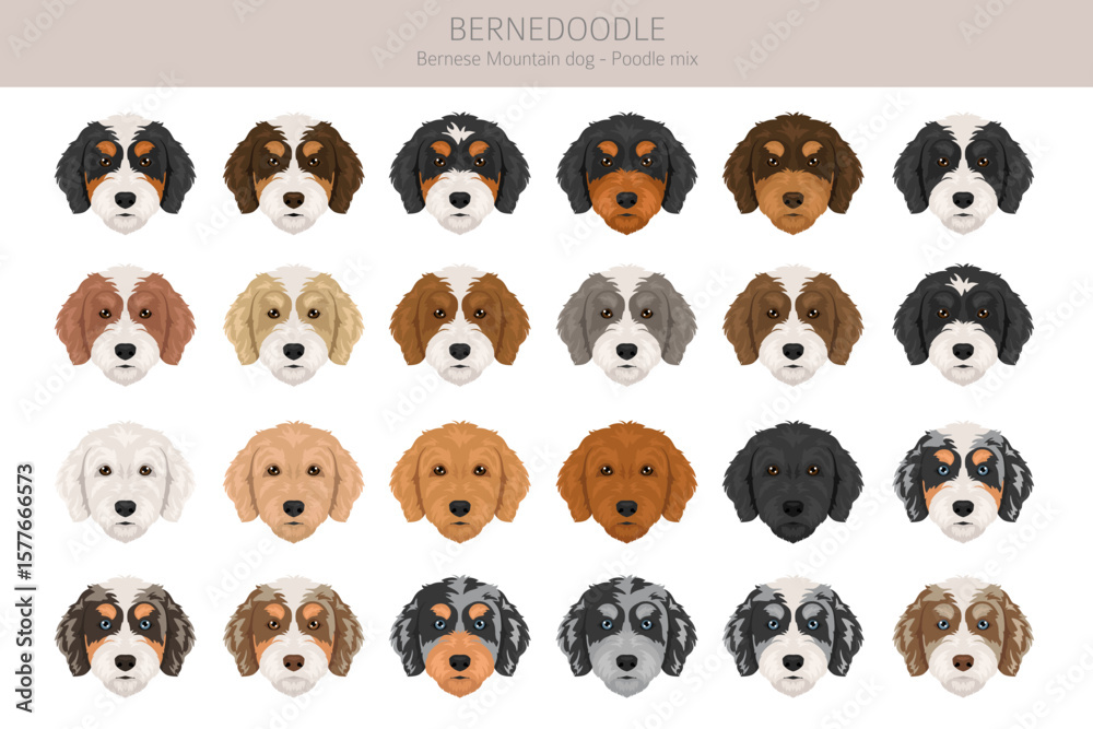 Obraz premium Bernedoodle dog mix clipart. All coat colors set. Bernese moountain dog poodle mix. Vector illustration