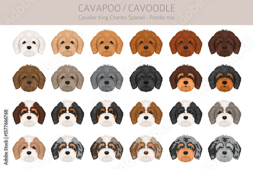 Cavapoo, Cavoodle clipart. Cavalier King Charles Spaniel Poodle mix. Different coat colors set.  Vector illustration