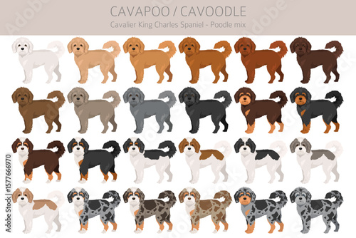 Cavapoo, Cavoodle clipart. Cavalier King Charles Spaniel Poodle mix. Different coat colors set.  Vector illustration