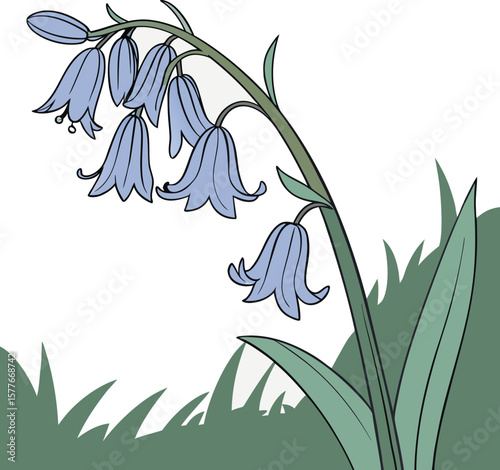 Bluebell flower with leaves vector illustration.eps
