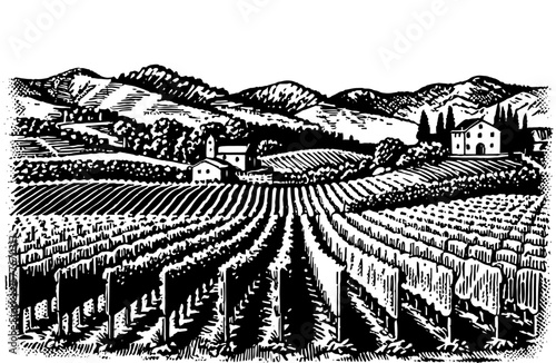 Vineyard landscape in a woodcut style in black and white representing winemaking and rural life.
