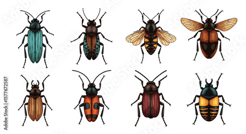 Illustration of eight different types of beetles with varying colors and patterns