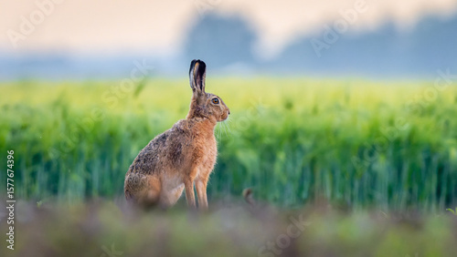 European hare in golden plant background – shallow depth of field