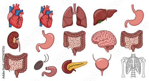 Illustration depicting various human internal organs arranged on a white background