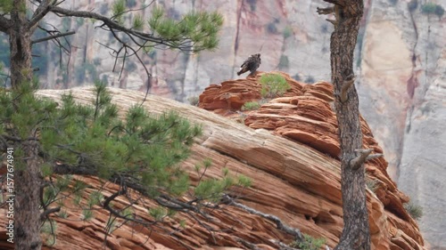 Utah 1259 Golden Eagle Wildlife Zion National Park